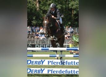 Oldenbourg, Jument, 7 Ans, 162 cm, Bai brun foncé