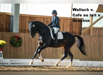 Oldenbourg, Jument, 7 Ans, 162 cm, Bai brun foncé