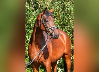 Oldenbourg, Jument, 7 Ans, 163 cm, Bai