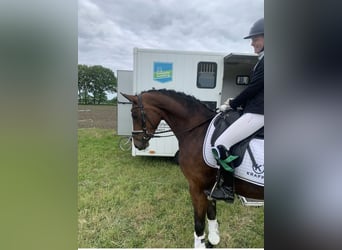 Oldenbourg, Jument, 7 Ans, 163 cm, Bai