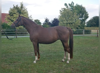 Oldenbourg, Jument, 7 Ans, 164 cm, Alezan brûlé