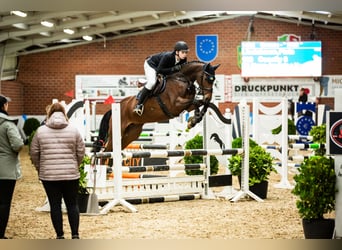Oldenbourg, Jument, 7 Ans, 164 cm, Bai