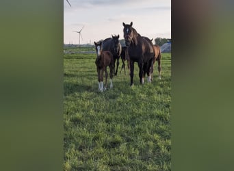 Oldenbourg, Jument, 7 Ans, 164 cm, Bai