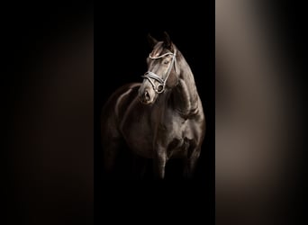 Oldenbourg, Jument, 7 Ans, 164 cm, Noir
