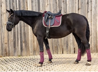Oldenbourg, Jument, 7 Ans, 164 cm, Noir