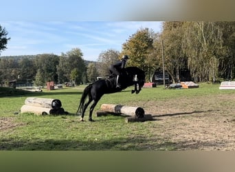 Oldenbourg, Jument, 7 Ans, 164 cm, Noir