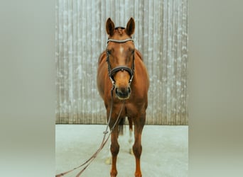 Oldenbourg, Jument, 7 Ans, 165 cm, Alezan
