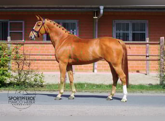 Oldenbourg, Jument, 7 Ans, 165 cm, Alezan