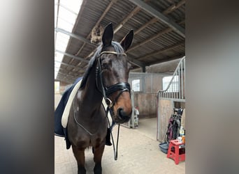 Oldenbourg, Jument, 7 Ans, 165 cm, Bai brun