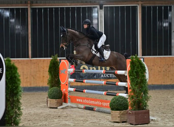 Oldenbourg, Jument, 7 Ans, 165 cm, Bai brun