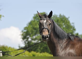 Oldenbourg, Jument, 7 Ans, 165 cm, Bai brun