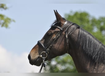 Oldenbourg, Jument, 7 Ans, 165 cm, Bai brun