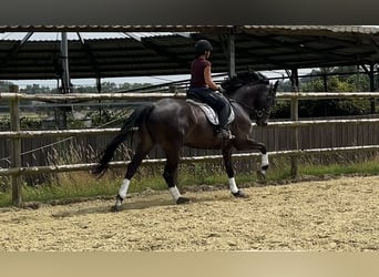 Oldenbourg, Jument, 7 Ans, 165 cm, Bai brun foncé