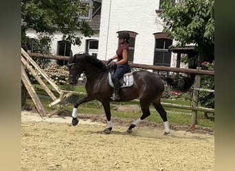 Oldenbourg, Jument, 7 Ans, 165 cm, Bai brun foncé