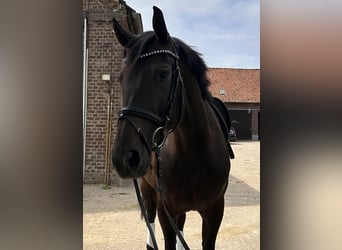 Oldenbourg, Jument, 7 Ans, 165 cm, Bai brun foncé