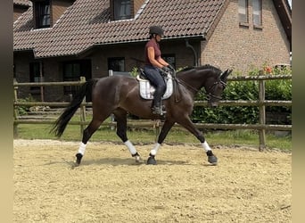 Oldenbourg, Jument, 7 Ans, 165 cm, Bai brun foncé