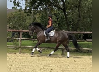 Oldenbourg, Jument, 7 Ans, 165 cm, Bai brun foncé