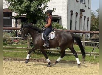 Oldenbourg, Jument, 7 Ans, 165 cm, Bai brun foncé