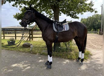 Oldenbourg, Jument, 7 Ans, 165 cm, Bai brun foncé