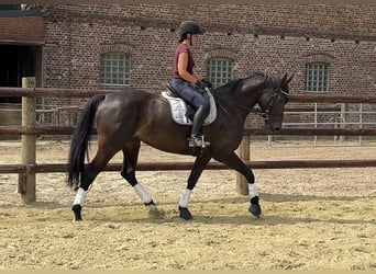 Oldenbourg, Jument, 7 Ans, 165 cm, Bai brun foncé