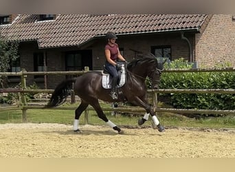 Oldenbourg, Jument, 7 Ans, 165 cm, Bai brun foncé