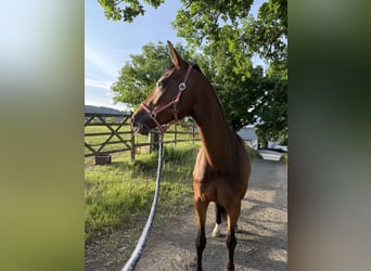 Oldenbourg, Jument, 7 Ans, 165 cm, Bai
