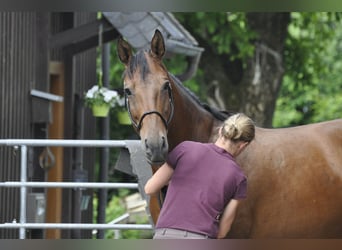 Oldenbourg, Jument, 7 Ans, 165 cm, Bai