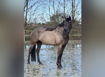 Oldenbourg, Jument, 7 Ans, 165 cm, Noir