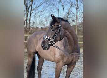 Oldenbourg, Jument, 7 Ans, 165 cm, Noir