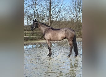 Oldenbourg, Jument, 7 Ans, 165 cm, Noir