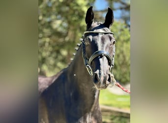 Oldenbourg, Jument, 7 Ans, 165 cm, Noir