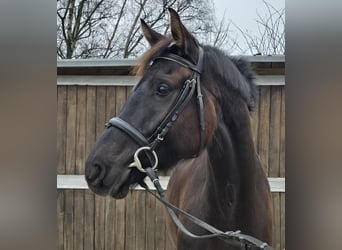 Oldenbourg, Jument, 7 Ans, 166 cm, Bai brun