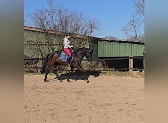 Oldenbourg, Jument, 7 Ans, 166 cm, Bai brun