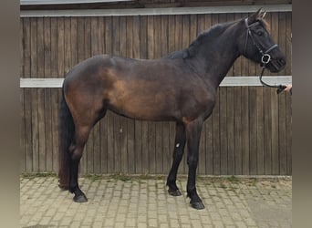 Oldenbourg, Jument, 7 Ans, 166 cm, Bai brun