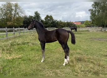 Oldenbourg, Jument, 7 Ans, 166 cm, Bai brun foncé