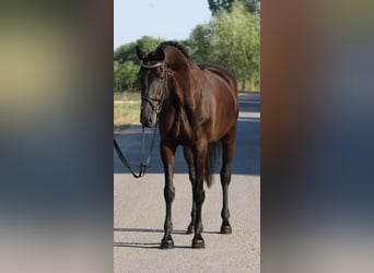 Oldenbourg, Jument, 7 Ans, 167 cm, Bai brun