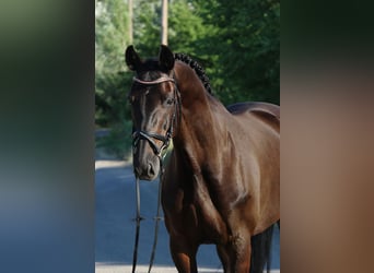 Oldenbourg, Jument, 7 Ans, 167 cm, Bai brun