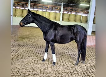 Oldenbourg, Jument, 7 Ans, 167 cm, Bai brun foncé