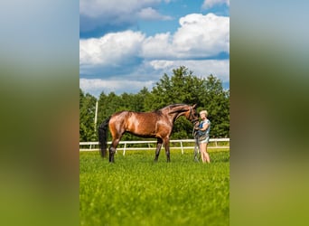 Oldenbourg, Jument, 7 Ans, 167 cm, Bai cerise