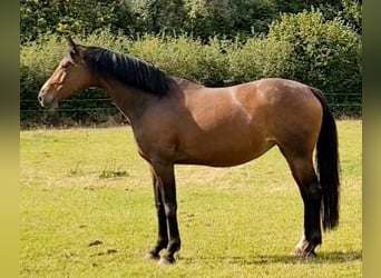 Oldenbourg, Jument, 7 Ans, 167 cm, Bai