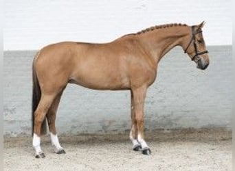 Oldenbourg, Jument, 7 Ans, 167 cm, Bai clair