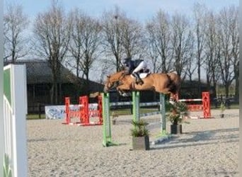 Oldenbourg, Jument, 7 Ans, 167 cm, Bai clair