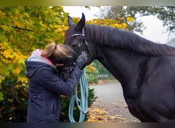 Oldenbourg, Jument, 7 Ans, 167 cm, Noir