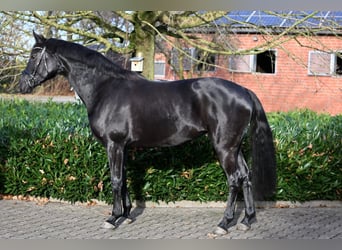 Oldenbourg, Jument, 7 Ans, 167 cm, Noir