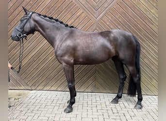 Oldenbourg, Jument, 7 Ans, 167 cm, Noir