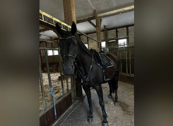 Oldenbourg, Jument, 7 Ans, 167 cm, Noir