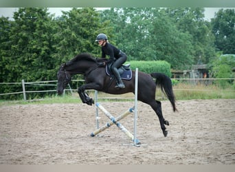 Oldenbourg, Jument, 7 Ans, 167 cm, Noir