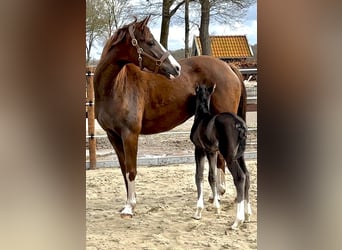 Oldenbourg, Jument, 7 Ans, 168 cm, Alezan brûlé