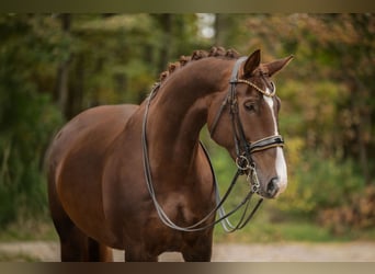 Oldenbourg, Jument, 7 Ans, 168 cm, Alezan brûlé