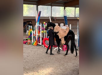 Oldenbourg, Jument, 7 Ans, 168 cm, Bai brun
